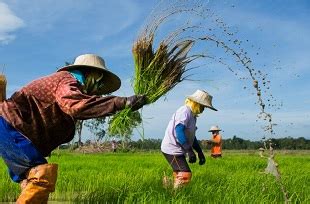 Hasil pertanian dan hutan negara thailand adalah Kondisi inilah yang menyebabkan adanya perbedaan ekonomi, sosial, dan budaya